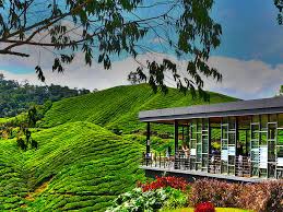 cameron highlands image 3